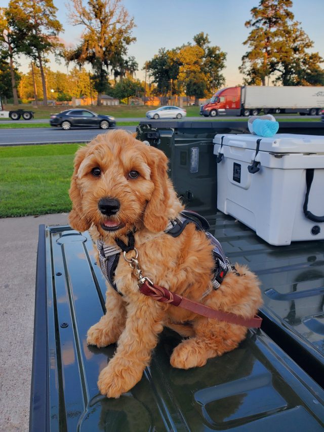 Service Dog Puppy