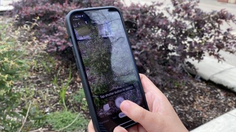 Hands holding up phone to identify and take picture of plant