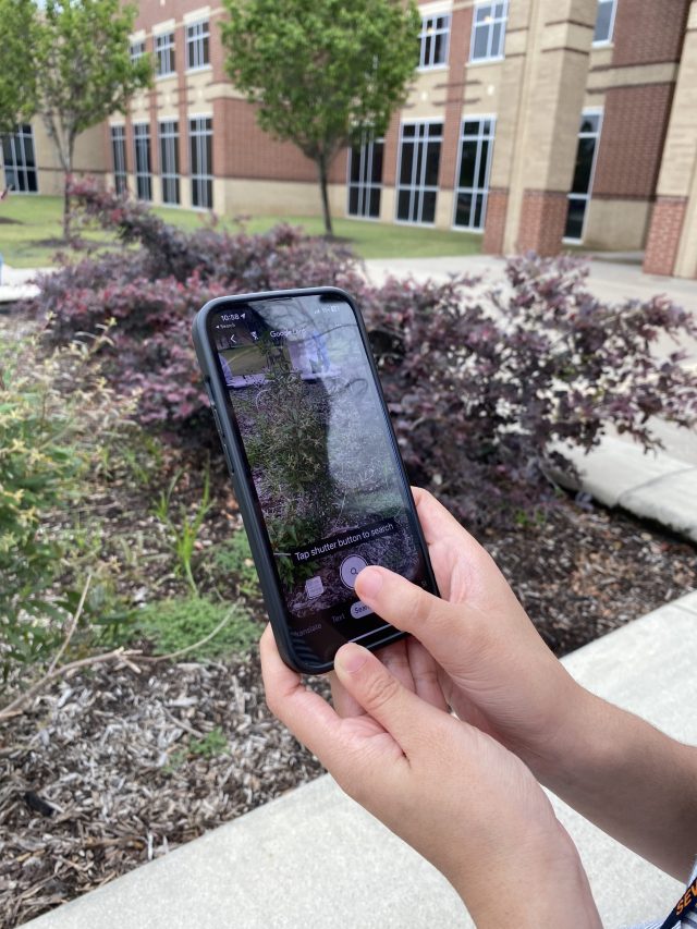 Hands holding up phone to identify and take picture of plant